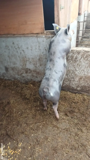 pucica de sămânța 