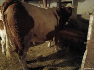 Junincă bălțată românească cu roşu - imagine 3