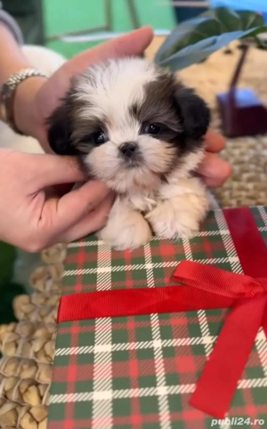 Shih Tzu puiuti  - imagine 3