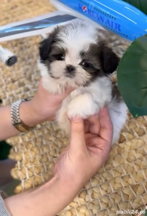 Shih Tzu puiuti 
