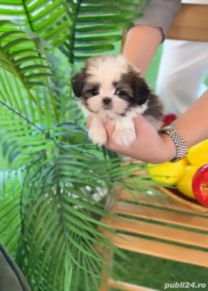 Shih Tzu puiuti  - imagine 2