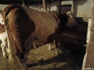 Junincă bălțată românească cu roşu - imagine 4