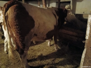 Junincă bălțată românească cu roşu - imagine 2