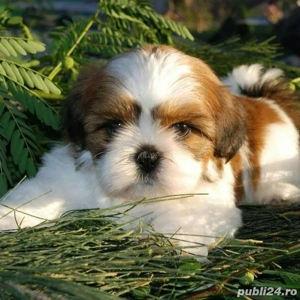 Shih tzu puiuti  - imagine 3