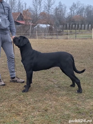 Cane Corso femelă junior, talie mare, pedigree FCI - imagine 3