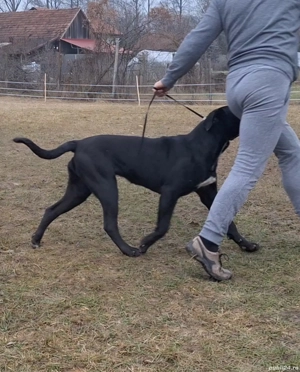 Cane Corso femelă junior, talie mare, pedigree FCI - imagine 4