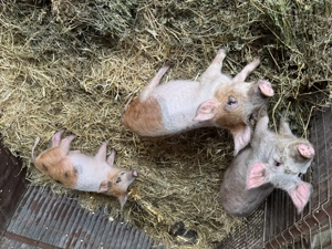 purcei de vanzare                      .     - imagine 3