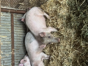 Purcei de vanzare    ...... 