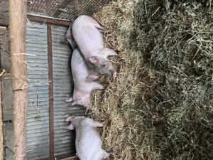 Purcei de vanzare    ......  - imagine 2