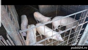 purcei de vânzare  - imagine 3