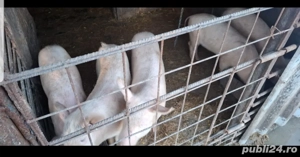 purcei de vânzare  - imagine 2