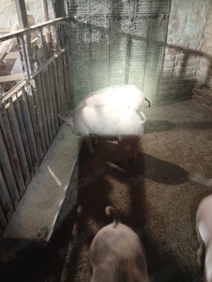 Porci de vanzare - imagine 2