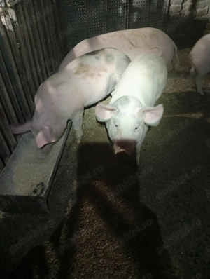 Porci de vanzare - imagine 3