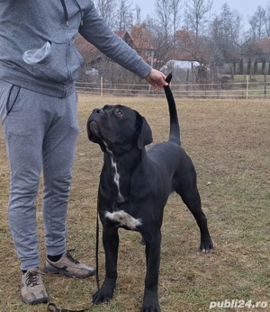Cane Corso femelă junior, talie mare, pedigree FCI - imagine 2