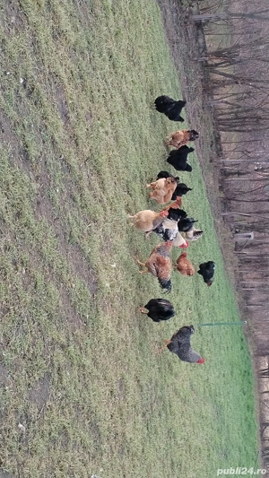 Vând cocoși de casă  - imagine 2