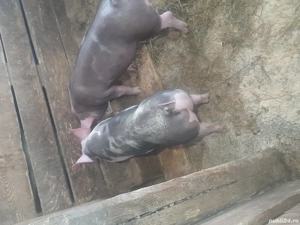 Purcei petran rasă bună  - imagine 5