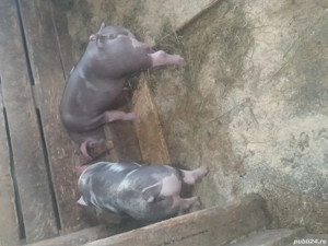 Purcei petran rasă bună  - imagine 4