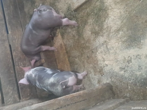 Purcei petran rasă bună  - imagine 3