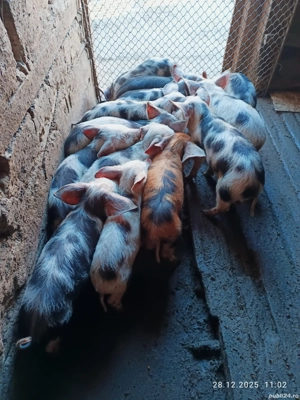 Vând purcei de țară  - imagine 4