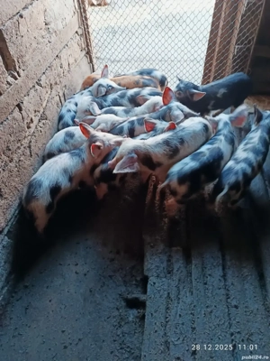 Vând purcei de țară  - imagine 3