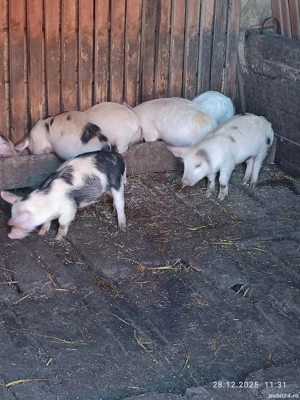 Vând purcei de țară  - imagine 2