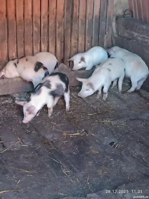 Vând purcei de țară 