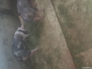 Purcei petran rasă bună  - imagine 2