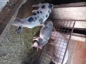 Vând grăsune - imagine 2