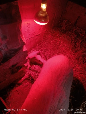 Scroafa vietnamez cu purcei - imagine 2