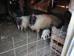 carabase de brastavatu  - imagine 5