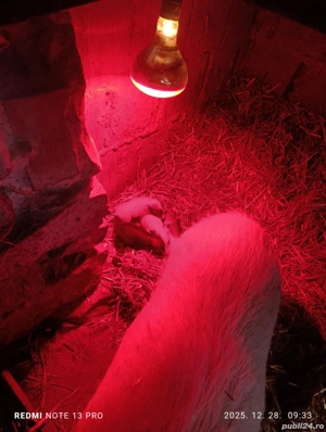 Scroafa vietnamez cu purcei