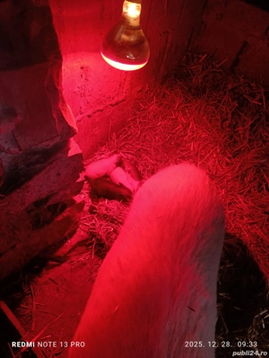 Scroafa vietnamez cu purcei - imagine 3