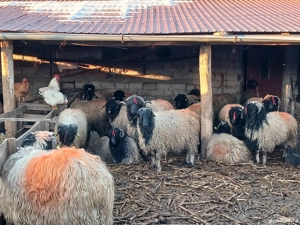 carabase de brastavatu  - imagine 3