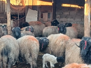 carabase de brastavatu  - imagine 2