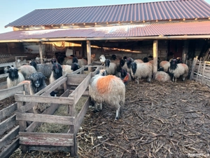 carabase de brastavatu  - imagine 4