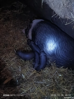 Scroafa vietnamez cu purcei - imagine 3