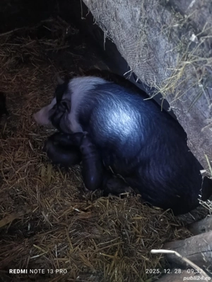 Scroafa vietnamez cu purcei - imagine 2