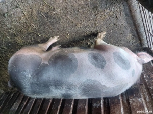 Scroafa gestanta - imagine 2