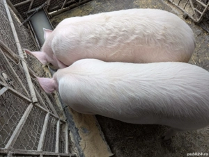 Vând porci de carne, rasa Marele Alb, Bacău.