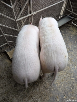 Vând porci de carne, rasa Marele Alb, Bacău. - imagine 2