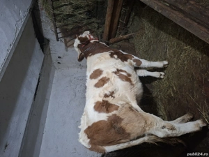 De vânzare junincă