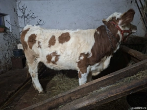 De vânzare junincă - imagine 2