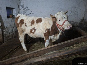 De vânzare junincă - imagine 3