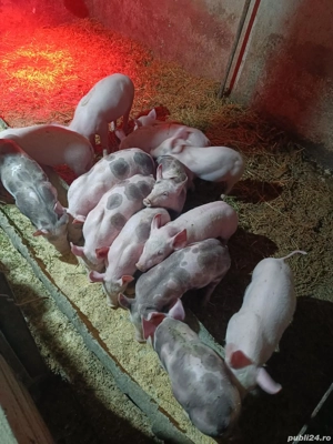 purcei de vanzare - imagine 2