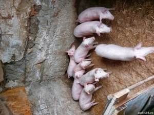 Purcei de vanzare - imagine 2