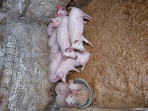 Purcei de vanzare - imagine 3