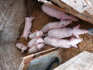 Purcei de vanzare - imagine 4