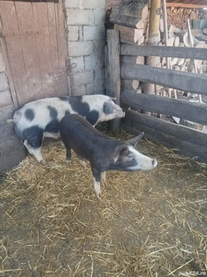 Vând doi grăsuni! - imagine 2