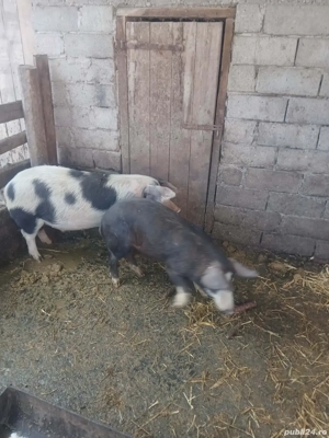 Vând doi grăsuni! - imagine 4