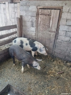 Vând doi grăsuni! - imagine 3